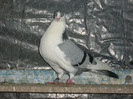 Picture 343