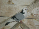 Picture 381