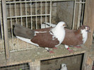 Picture 382
