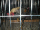 Picture 239