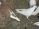 Picture 402