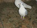 Picture 424