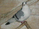 Picture 428