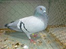 33322a pescarus liege