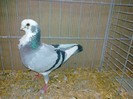 34154a pescarus italian