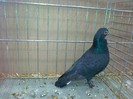 34272a figurita incaltat