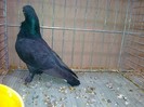 34272c figurita incaltat