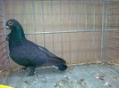 34272f figurita incaltat