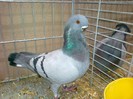 34283a pescarus african