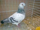 34297a pescarus african