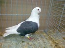34307a pescarus german
