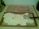 cremsnit ... la pachet (foi  crema)
