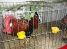 Picture 3065