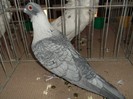 swift sirian
