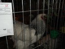 Picture 3334