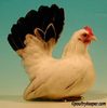 Champion-White-Tailed-Black-Japanese-Bantam-Hen-National-2002-004
