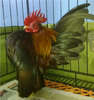 cocosel serama