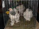 SDC10534