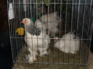 SDC10535