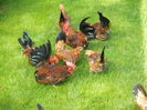 familie chabo
