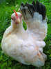 puicuta serama