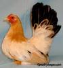 Rare-Black-Tailed-Japanese-Bantam
