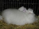 campionul angora