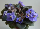DSCN5162