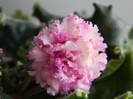 DSCN5177