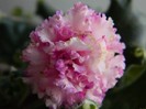 DSCN5179