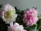 DSCN5188