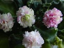 DSCN5180