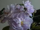 DSCN5220