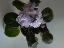 DSCN5218