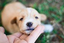 adorable-cute-cuteness-dog-puppy-Favim.com-145606_large
