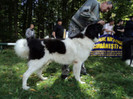 ilisesti 2011 43