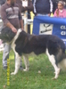 Ciobanesc CARPATIN -ilisesti 2010 22