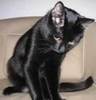 poze-haioase-imagini-pisici-negre