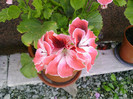 Fotografii-0068