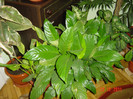 SPATYFILIUM
