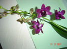 poze 487