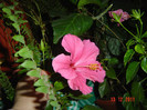 poze 497