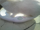 FEM. 7,5 LUNI PESTE 7 KG