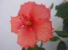 hibi pink shower sport