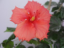 hibi pink shower sport