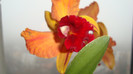 cattleya