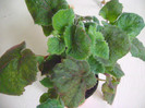 Smithiantha Golden leopard