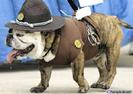 650x1600_bulldogcop[1]