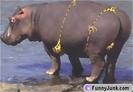650x1600_bikinihippo[1]