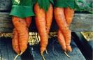 650x1600_sexy_carrots[1]